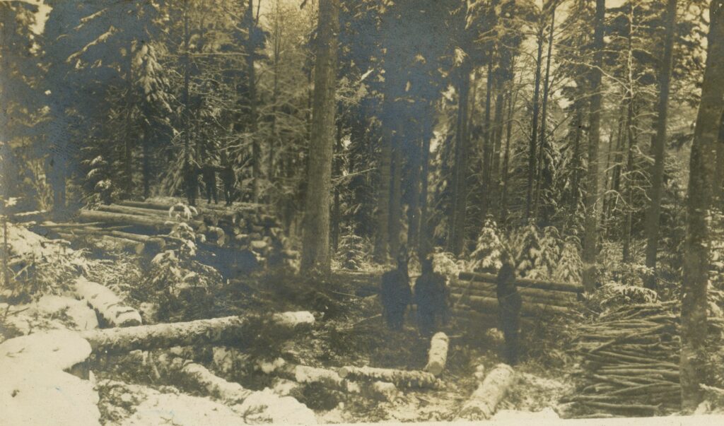 Men work in a dense forest with a mule team to move logs